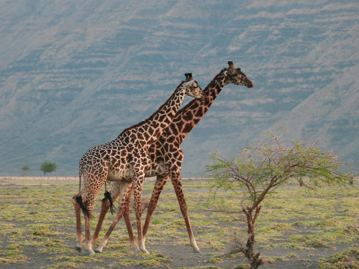 Maasai giraffe eco lodge Mtowabaga Esterno foto