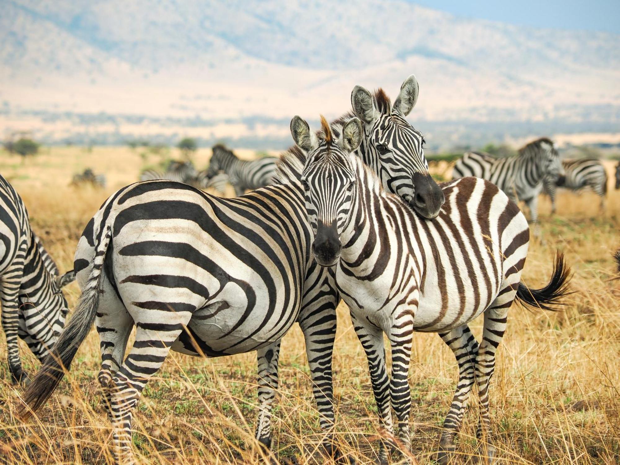 Maasai giraffe eco lodge Mtowabaga Esterno foto